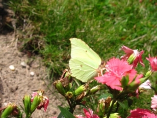 1_gele-vlinder-1