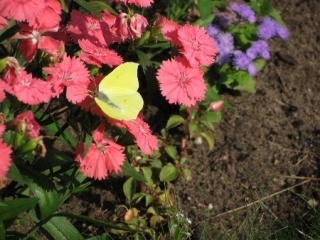 1_gele-vlinder-2