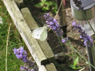 1_witte-vlinder-1