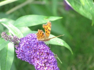 bruine-vlinder-2