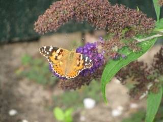 bruine-vlinder-b-1