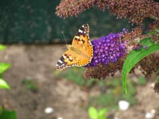 bruine-vlinder-b-2